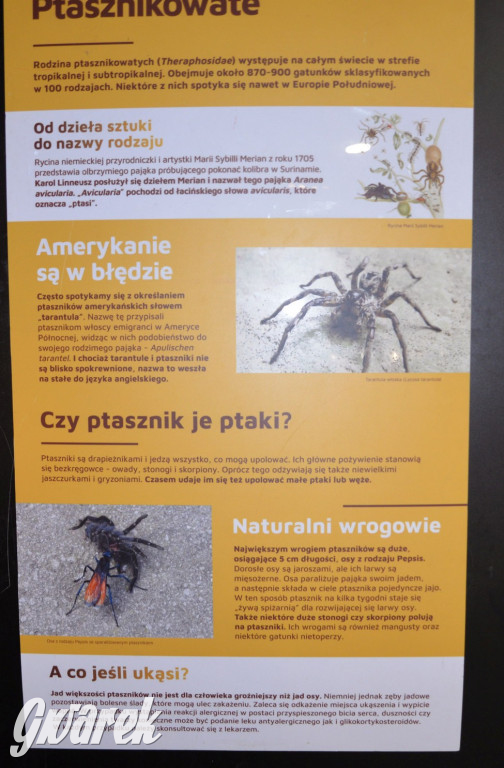 Radzionków. Ptaszniki i skorpiony