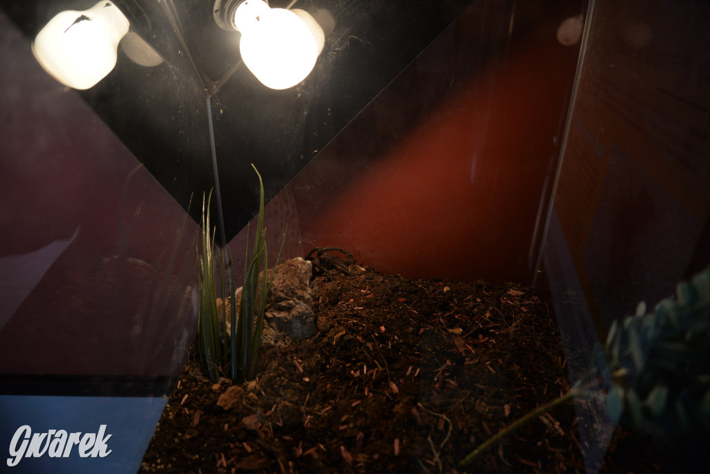 Radzionków. Ptaszniki i skorpiony