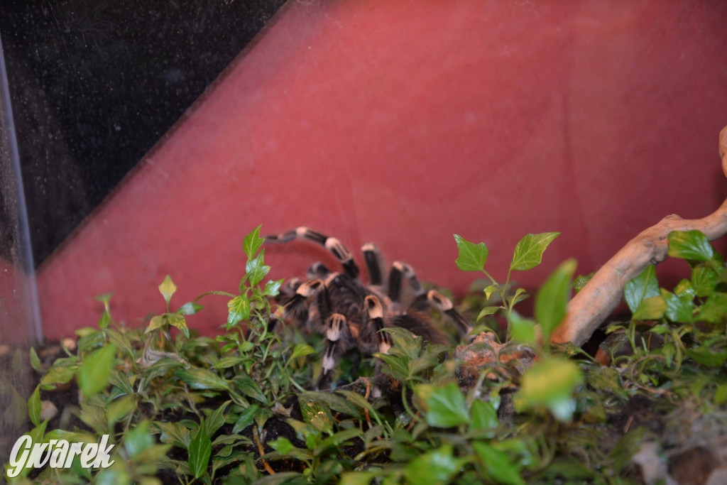 Radzionków. Ptaszniki i skorpiony