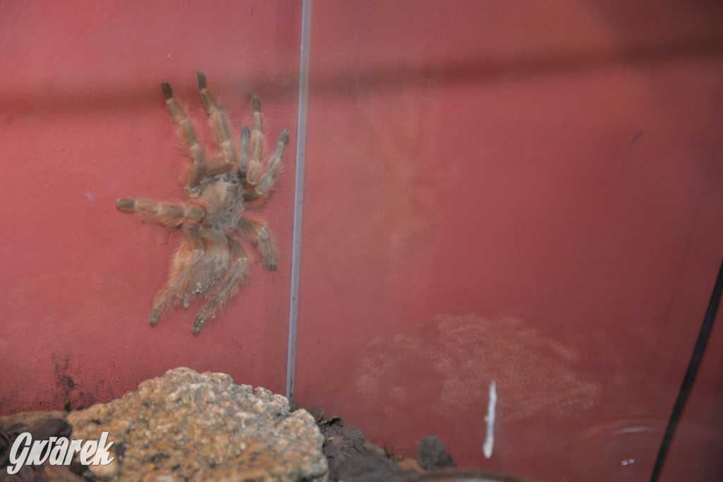 Radzionków. Ptaszniki i skorpiony