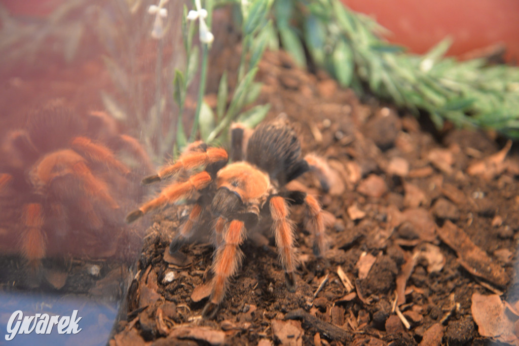 Radzionków. Ptaszniki i skorpiony