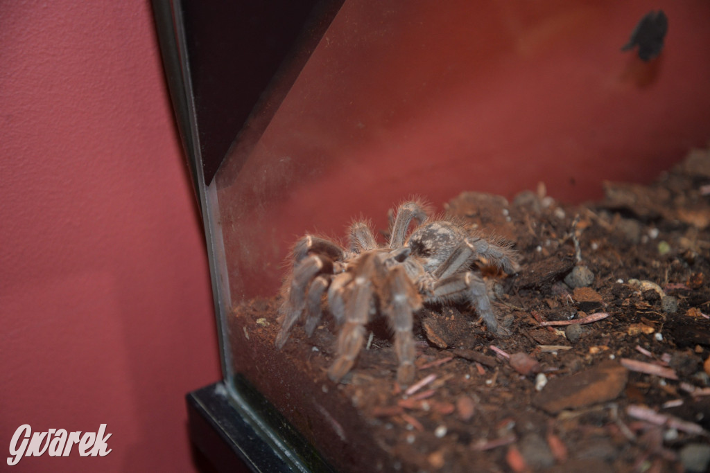 Radzionków. Ptaszniki i skorpiony