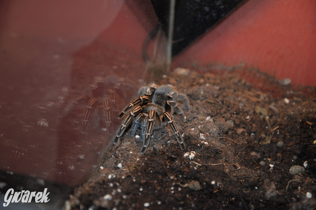 Radzionków. Ptaszniki i skorpiony