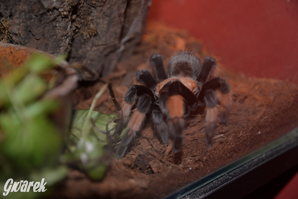 Radzionków. Ptaszniki i skorpiony