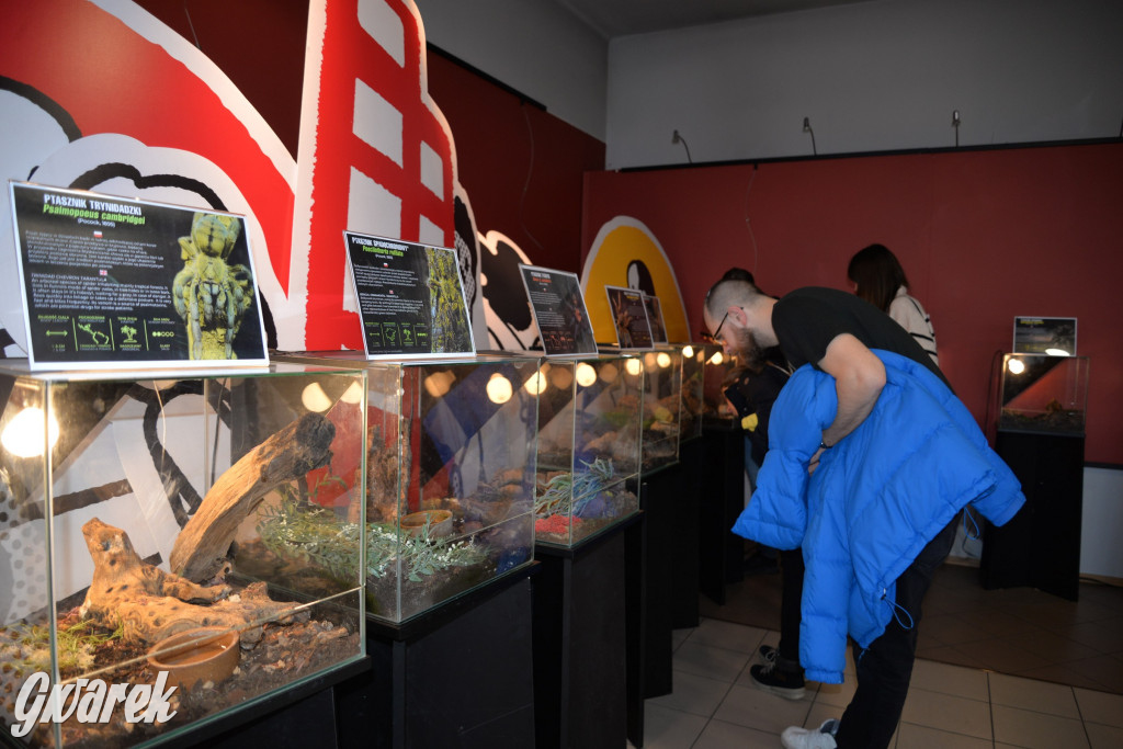 Radzionków. Ptaszniki i skorpiony