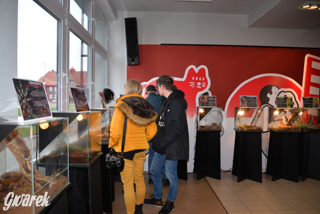 Radzionków. Ptaszniki i skorpiony