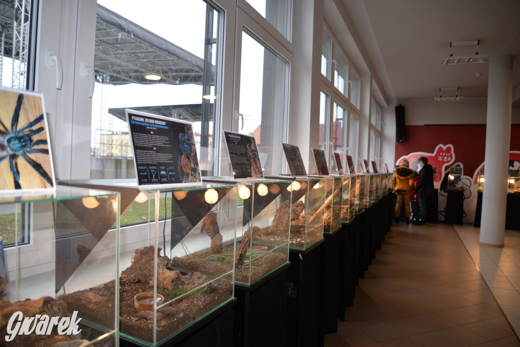 Radzionków. Ptaszniki i skorpiony