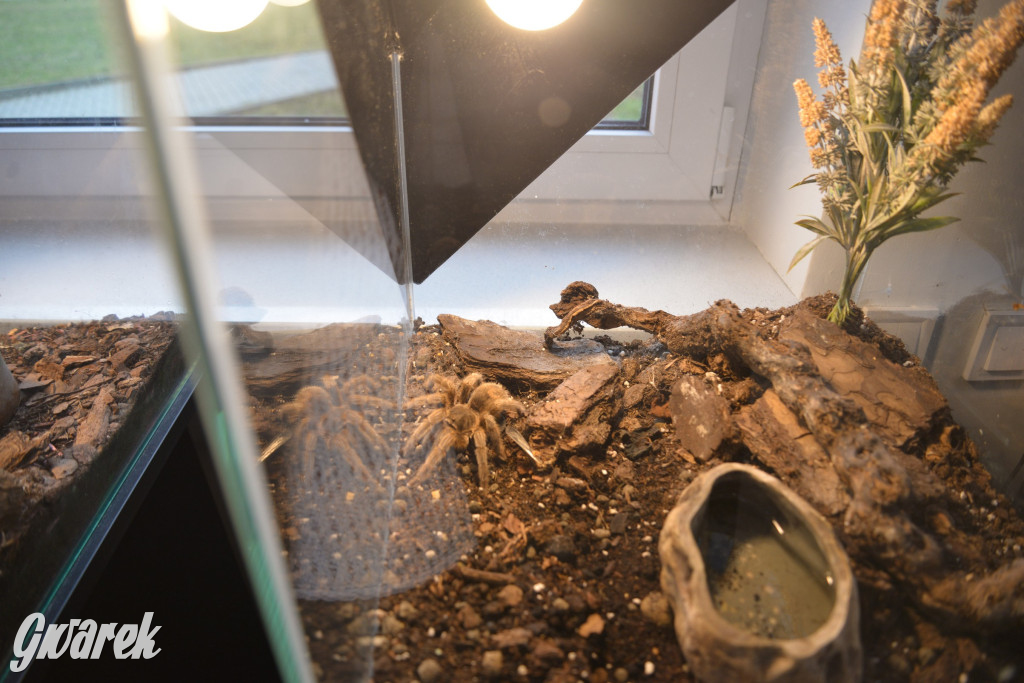 Radzionków. Ptaszniki i skorpiony