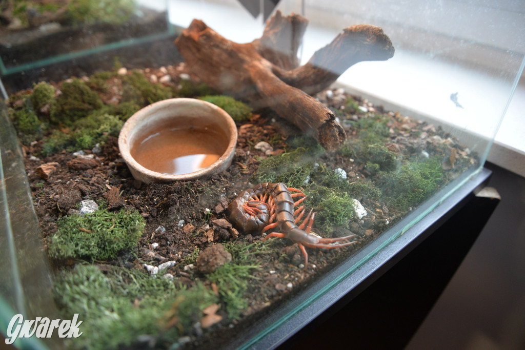 Radzionków. Ptaszniki i skorpiony