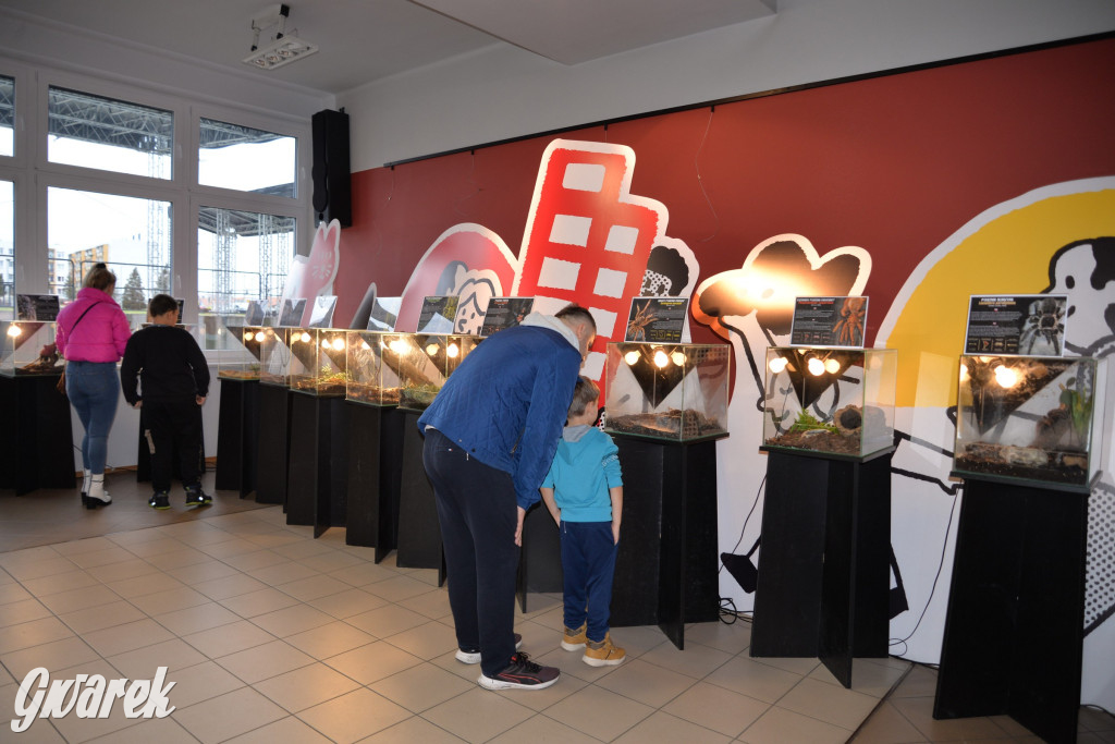 Radzionków. Ptaszniki i skorpiony