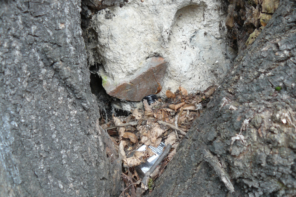 Obrona wiekowych lip czy kampania wyborcza?