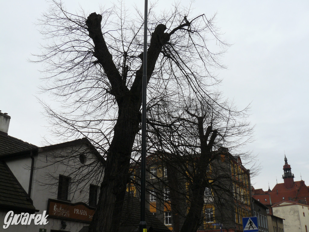 Obrona wiekowych lip czy kampania wyborcza?