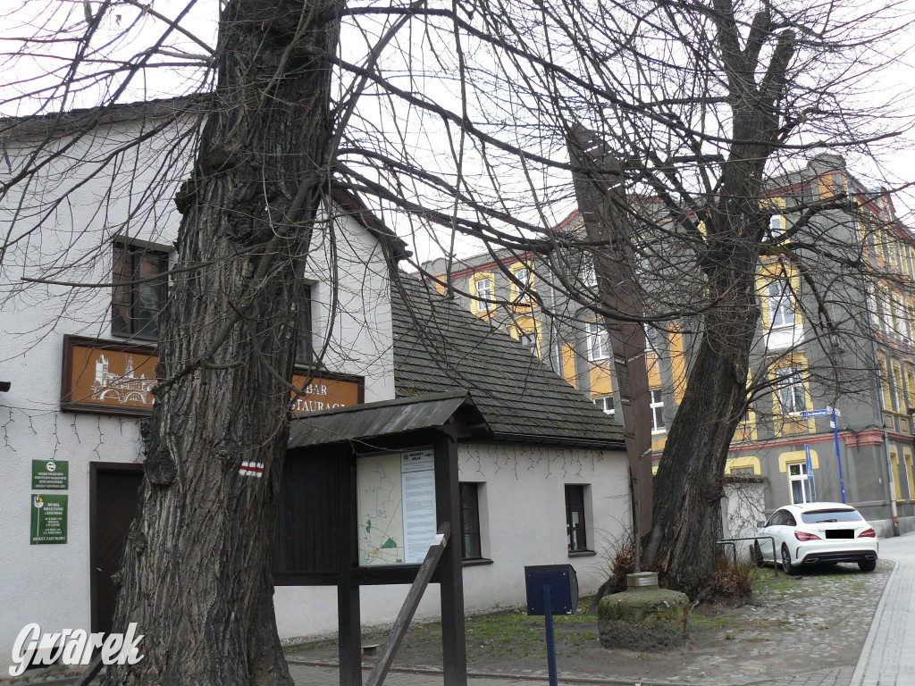 Obrona wiekowych lip czy kampania wyborcza?