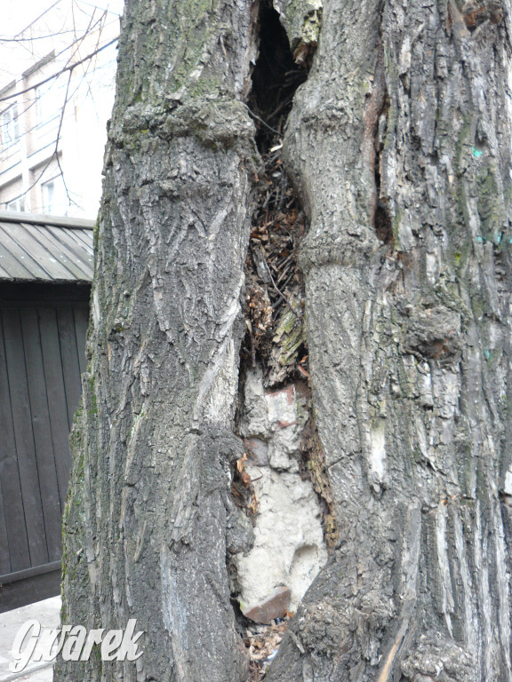 Obrona wiekowych lip czy kampania wyborcza?