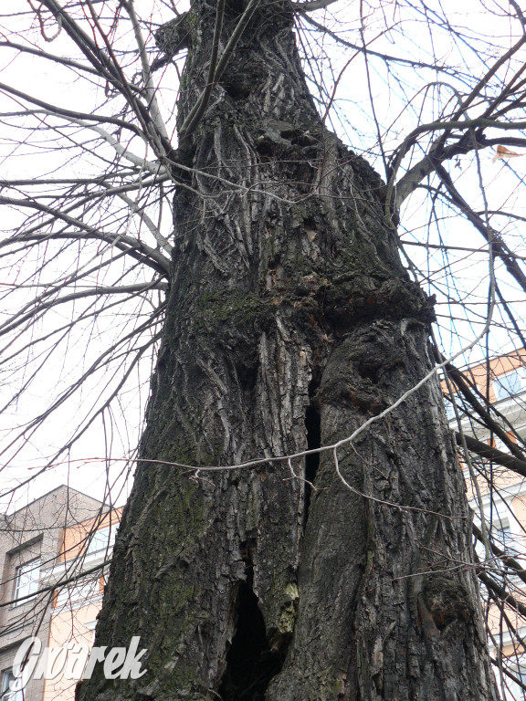 Obrona wiekowych lip czy kampania wyborcza?