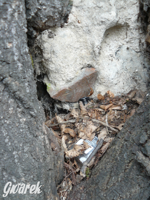 Obrona wiekowych lip czy kampania wyborcza?