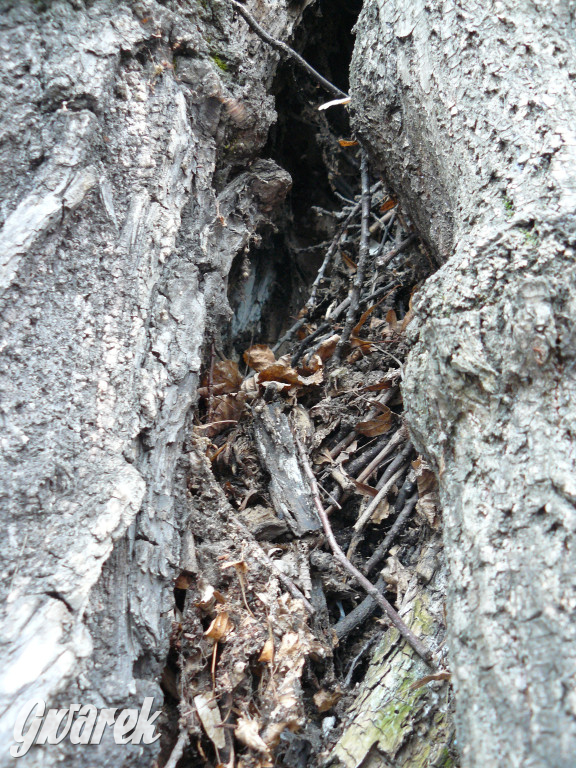 Obrona wiekowych lip czy kampania wyborcza?