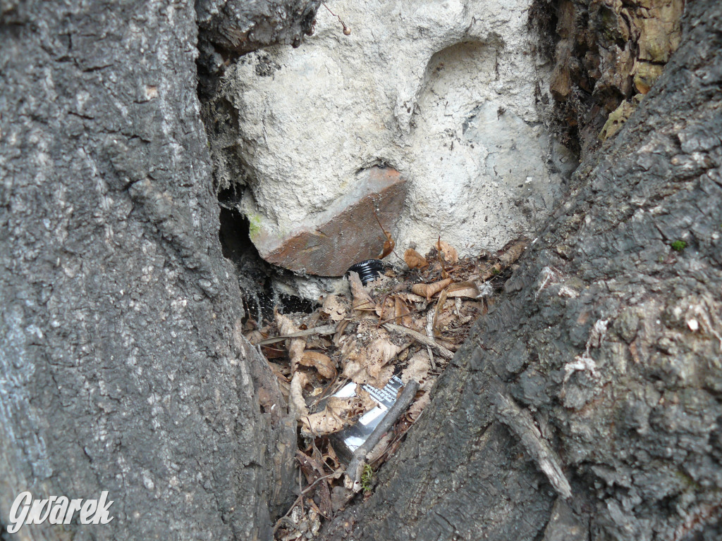 Obrona wiekowych lip czy kampania wyborcza?