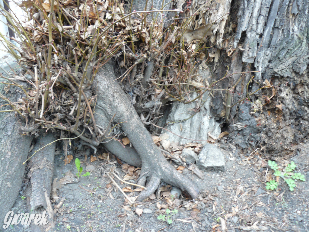 Obrona wiekowych lip czy kampania wyborcza?