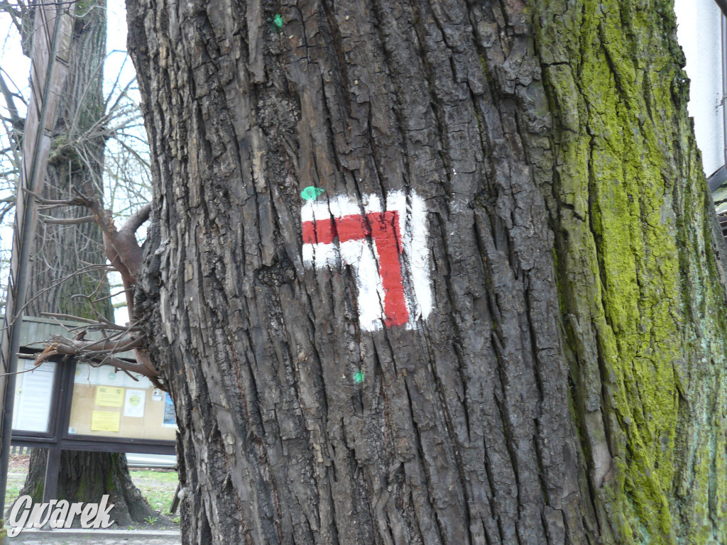 Obrona wiekowych lip czy kampania wyborcza?