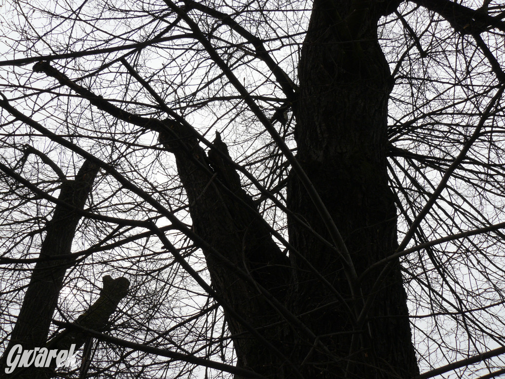 Obrona wiekowych lip czy kampania wyborcza?