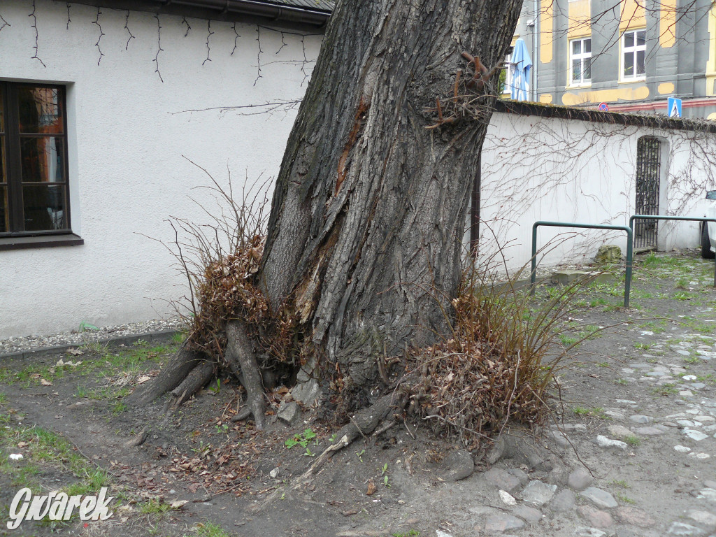Obrona wiekowych lip czy kampania wyborcza?