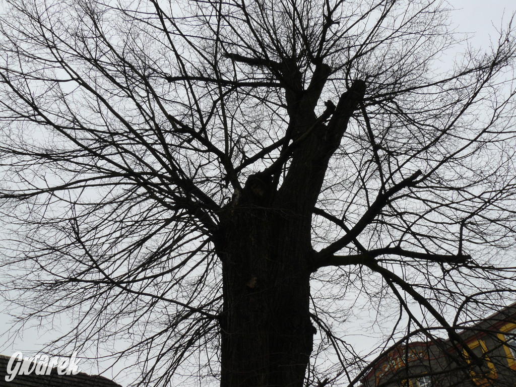 Obrona wiekowych lip czy kampania wyborcza?