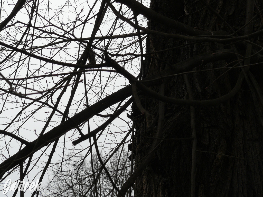 Obrona wiekowych lip czy kampania wyborcza?