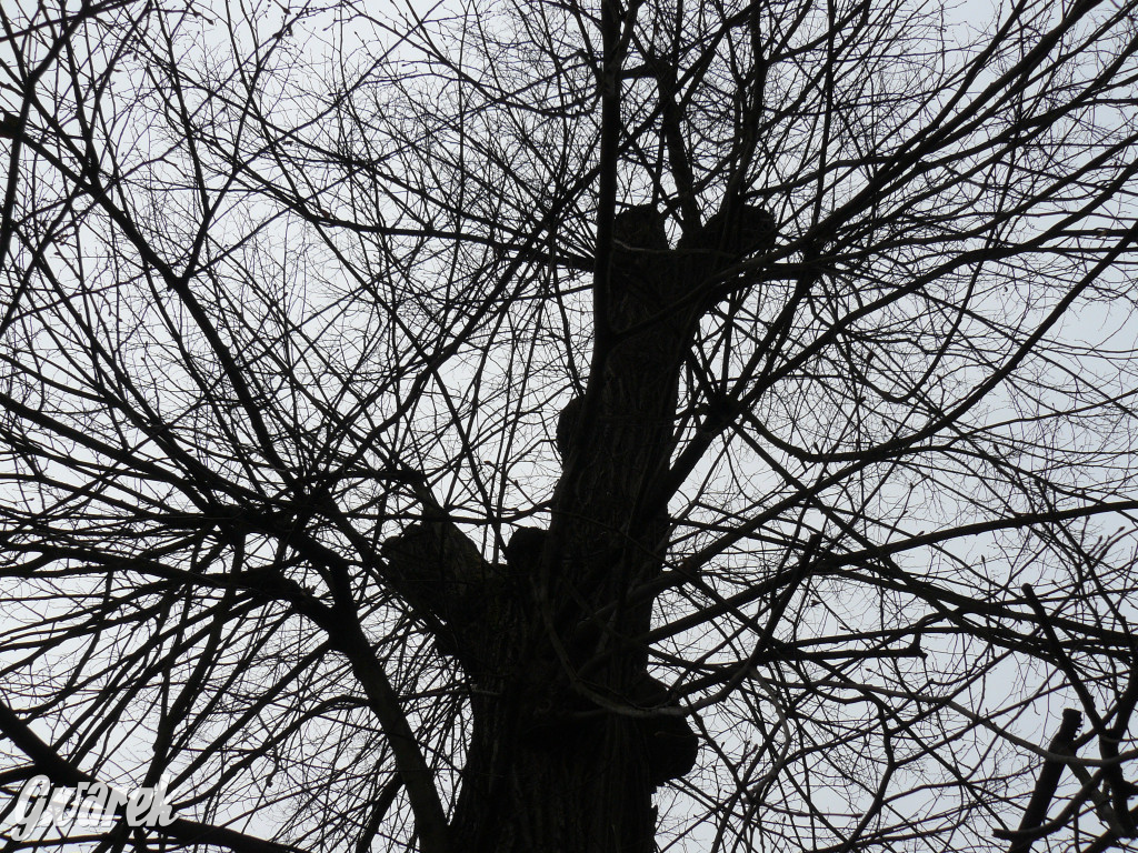 Obrona wiekowych lip czy kampania wyborcza?