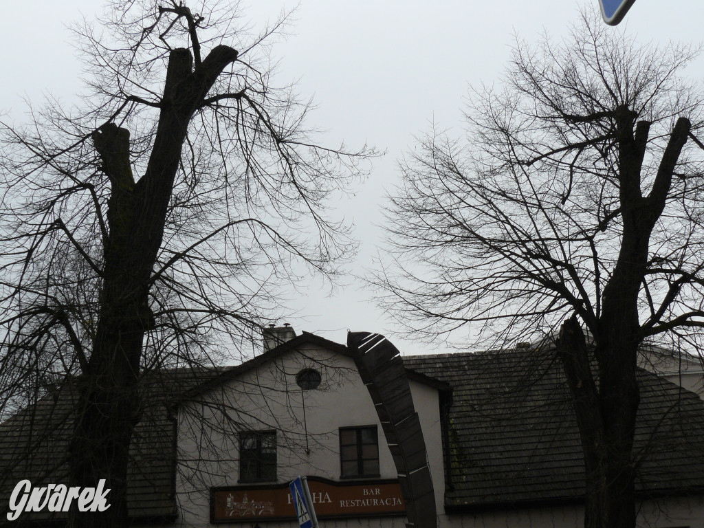 Obrona wiekowych lip czy kampania wyborcza?