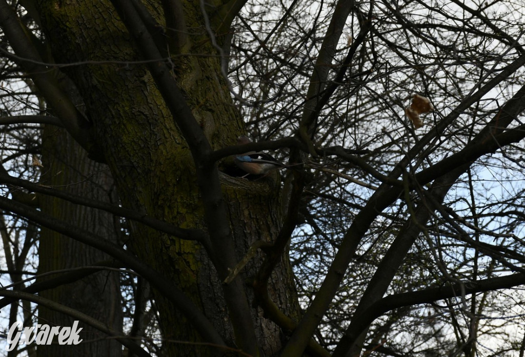Wiosenny spacer w parku Donnersmarcków [FOTO]