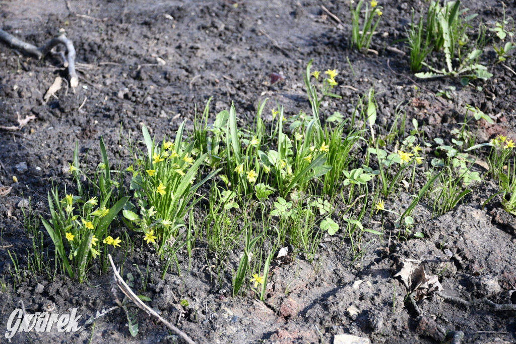 Wiosenny spacer w parku Donnersmarcków [FOTO]