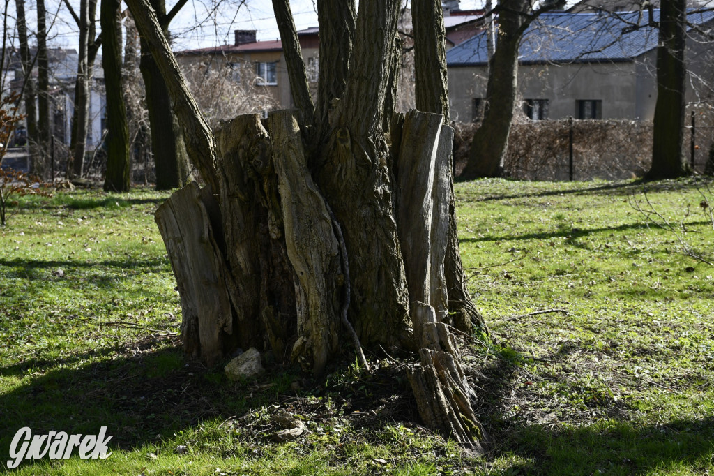 Wiosenny spacer w parku Donnersmarcków [FOTO]