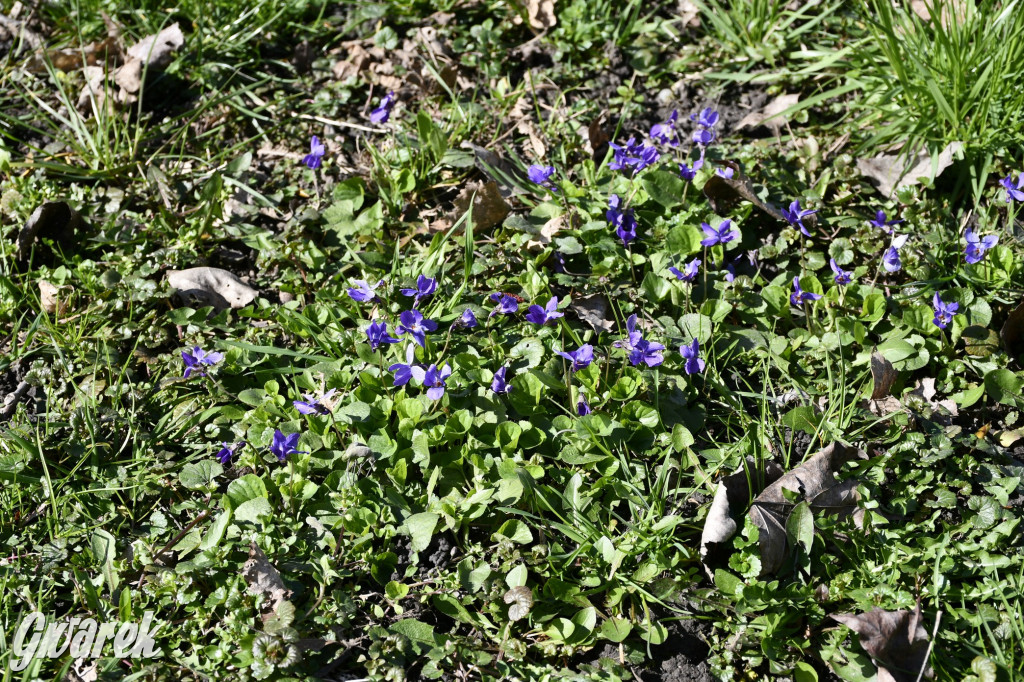 Wiosenny spacer w parku Donnersmarcków [FOTO]