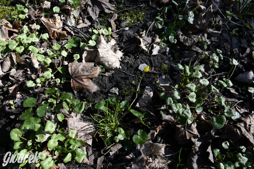 Wiosenny spacer w parku Donnersmarcków [FOTO]