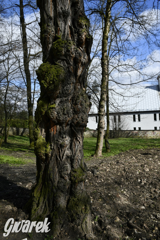 Wiosenny spacer w parku Donnersmarcków [FOTO]