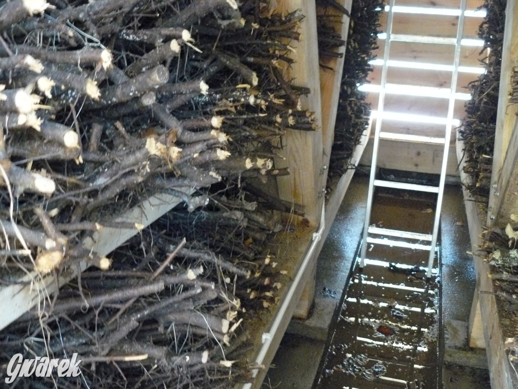 Tarnowskie Góry, Otwarcie tężni przy GCR Repty