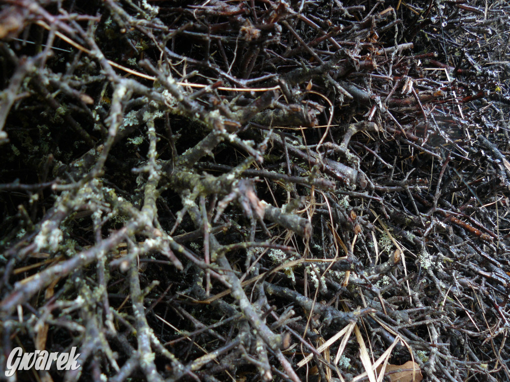 Tarnowskie Góry, Otwarcie tężni przy GCR Repty