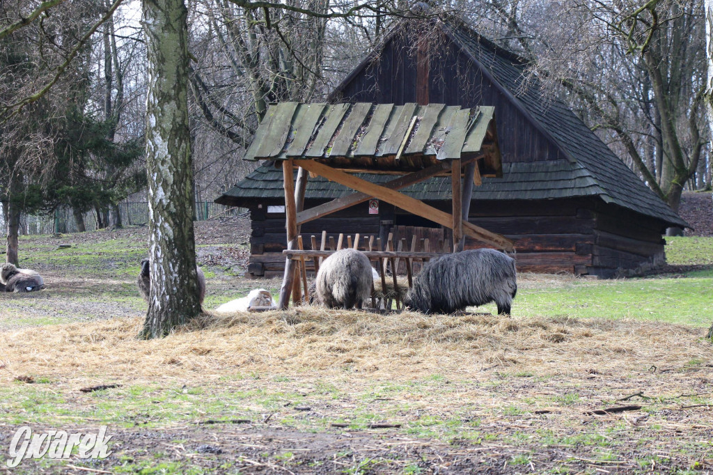 Wielkanoc w śląskim skansenie, procesja z palmami [GALERIA]