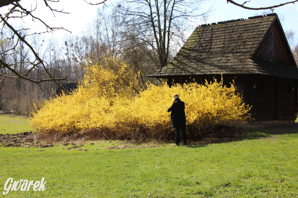 Wielkanoc w śląskim skansenie, procesja z palmami [GALERIA]