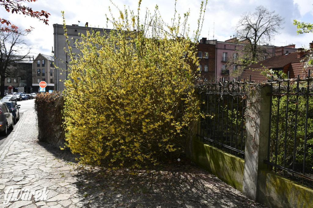 Tarnowskie Góry. Wiśniowy Sad znowu się otwiera