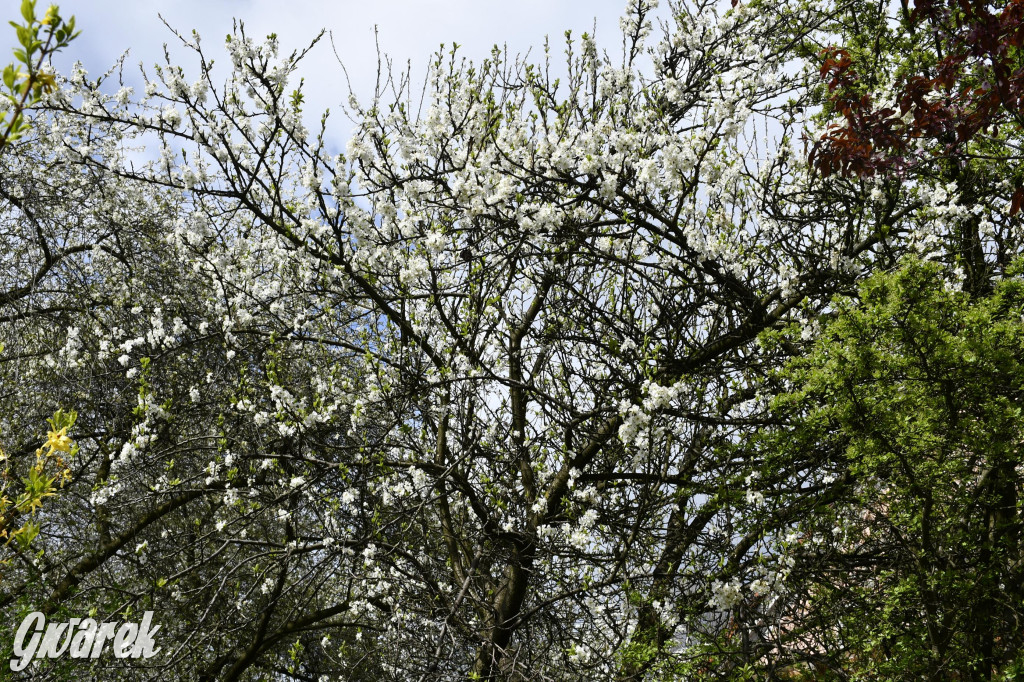 Tarnowskie Góry. Wiśniowy Sad znowu się otwiera