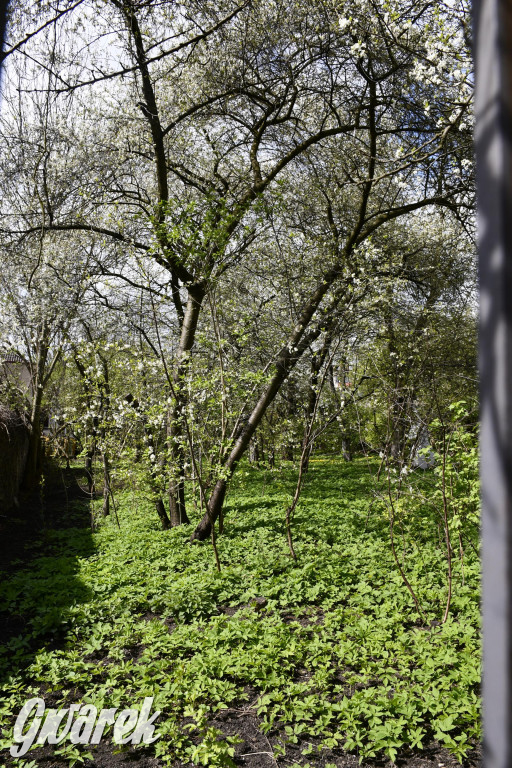 Tarnowskie Góry. Wiśniowy Sad znowu się otwiera