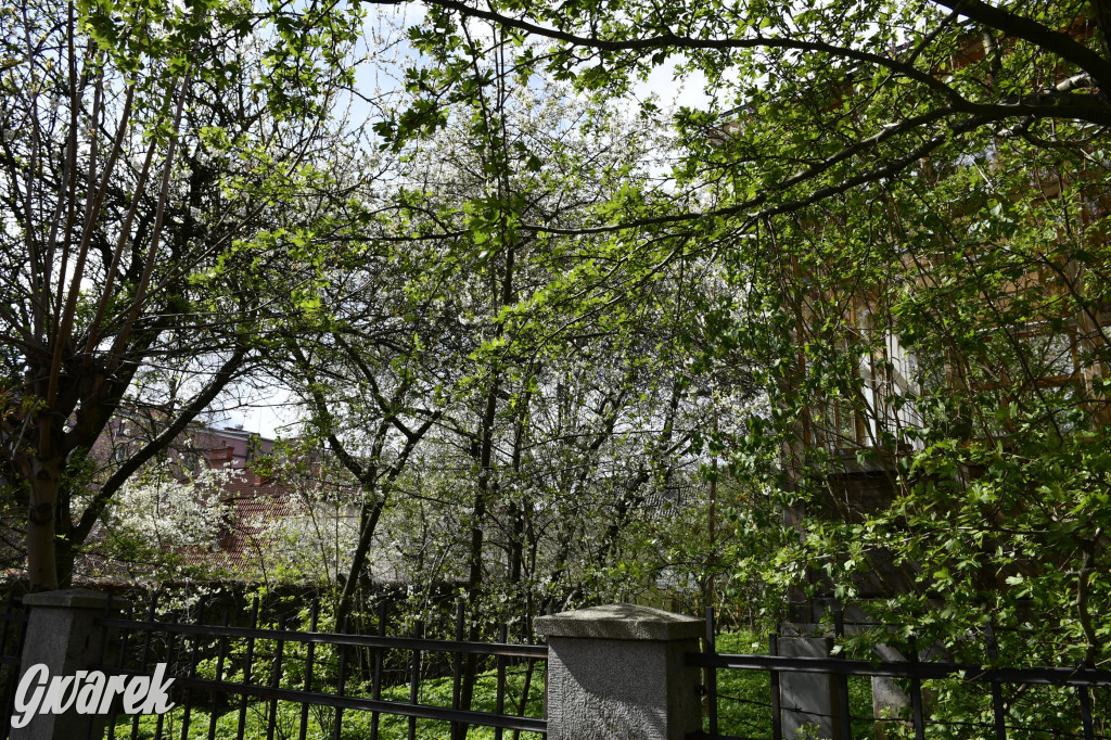 Tarnowskie Góry. Wiśniowy Sad znowu się otwiera