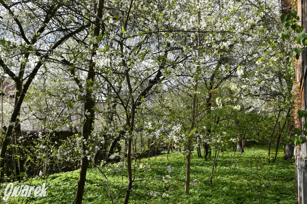 Tarnowskie Góry. Wiśniowy Sad znowu się otwiera
