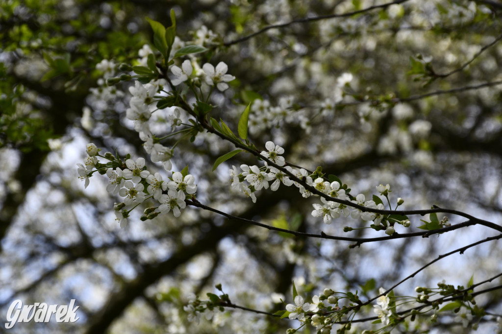 Tarnowskie Góry. Wiśniowy Sad znowu się otwiera