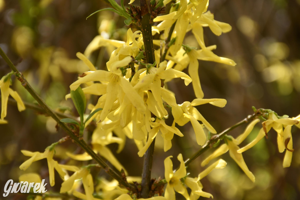 Tarnowskie Góry. Wiśniowy Sad znowu się otwiera