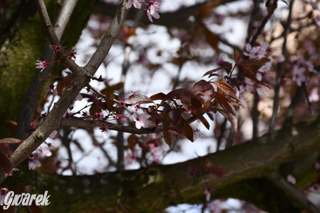 Tarnowskie Góry. Wiśniowy Sad znowu się otwiera