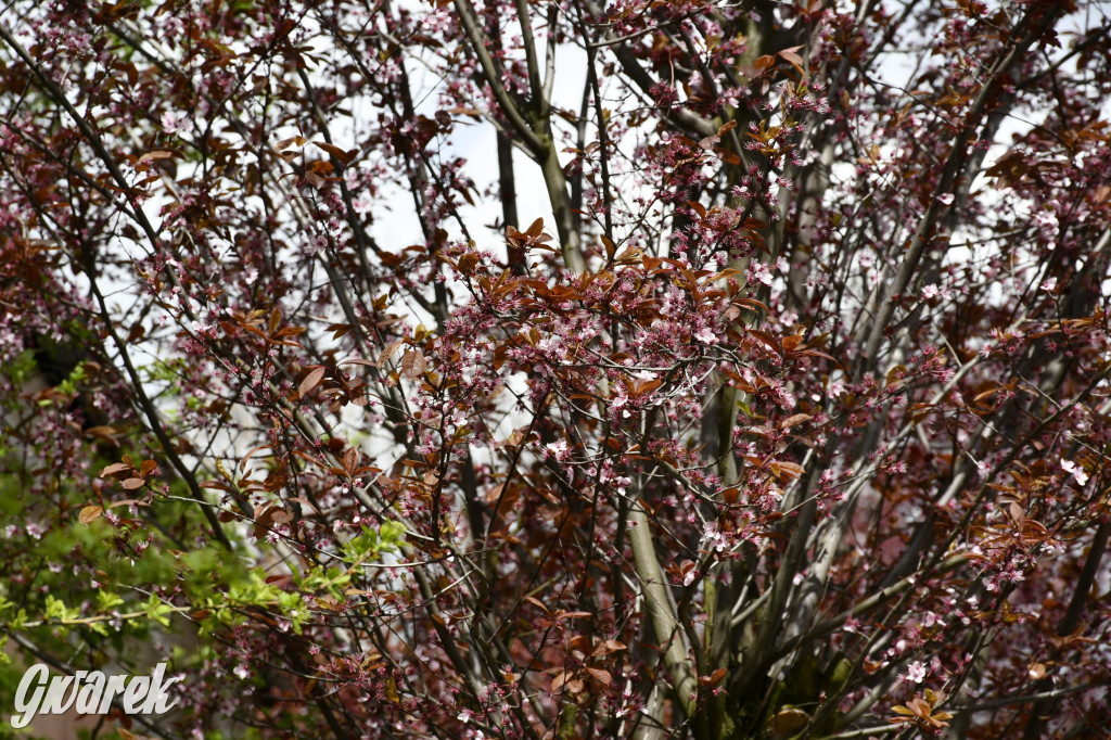 Tarnowskie Góry. Wiśniowy Sad znowu się otwiera