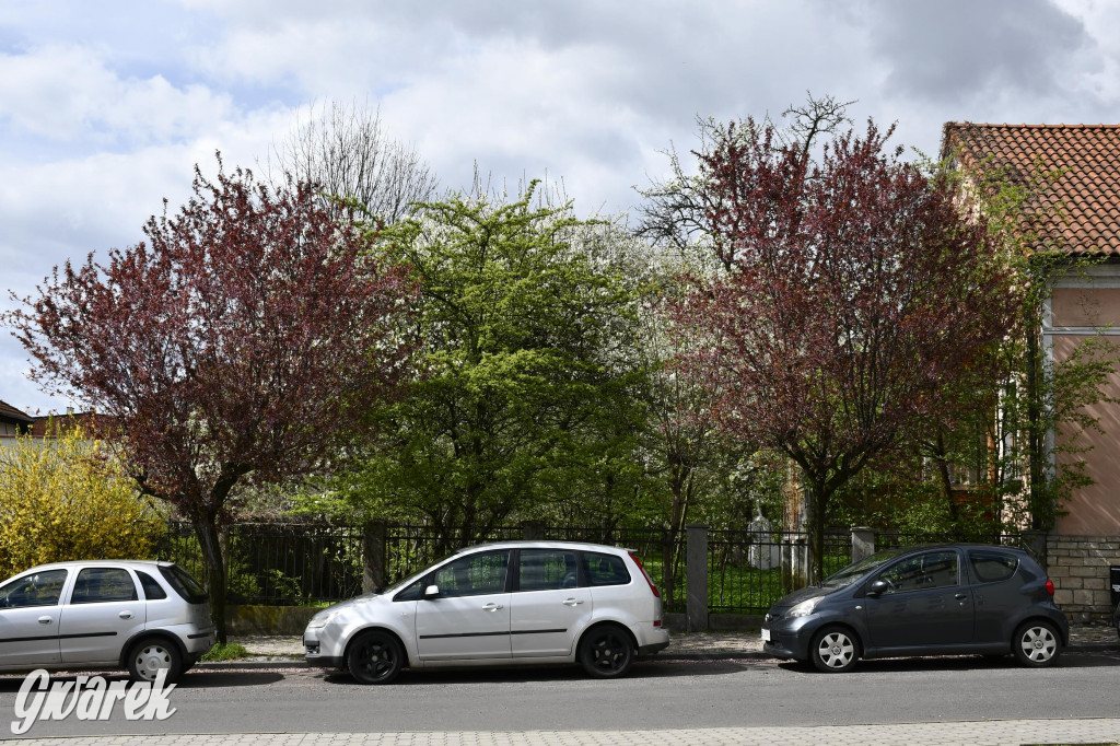 Tarnowskie Góry. Wiśniowy Sad znowu się otwiera